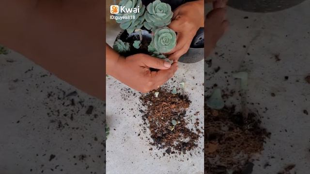 Replante da echeveria Gloria смотреть онлайн