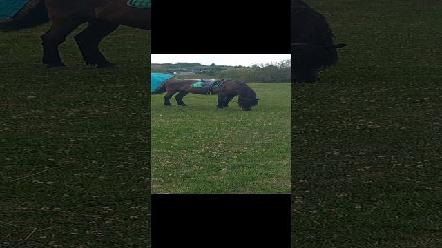 Ясная поляна , музей усадьба, Лев Толстой, конь, лошадь, Щекино, тульская область