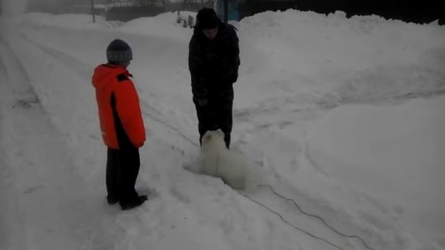 Дрессировка Самоеда 5 месяцев ч.2 смотреть онлайн