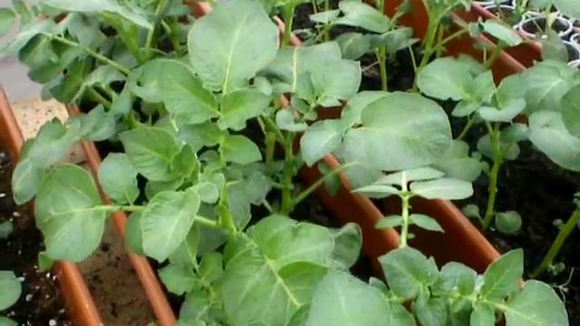 Рассада картофеля из белых ростков 2014 смотреть онлайн