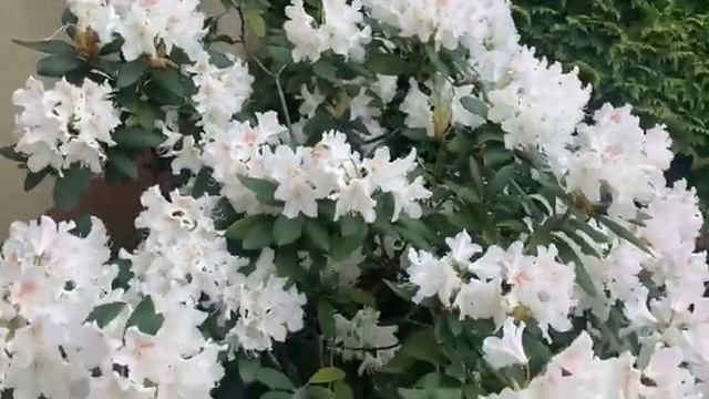 Рододендрон Білий Каннінгем (Cunningham’s White) смотреть онлайн