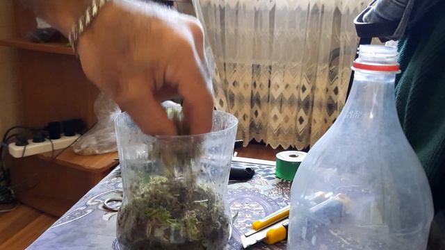 Մամուռ (сорти Лесной мох балотный кукушкин и тогдали) смотреть онлайн