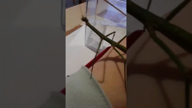 Новый ютюбер Палкан Добрынич! Новое животное палачник!??? смотреть онлайн