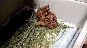 Что делать если нашел птенчика, чем кормить зайчонка и бельчонка