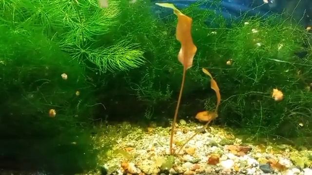Криптокорина Вендта коричневая (Cryptocoryne wendtii «Brown») смотреть онлайн