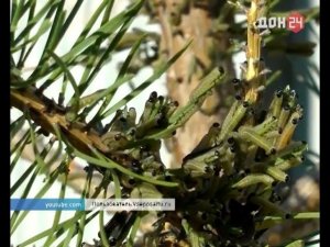 Рыжий сосновый пилильщик - донским лесам больше не угрожает