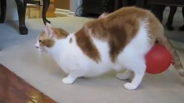 Прикол котошарик! смотреть онлайн