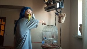 Как приручить попугая к рукам если он боится?