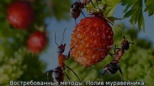 Нашатырь от муравьев на огороде
