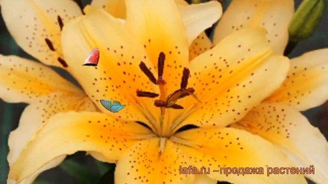 Лилия азиатская горшечная (lilium asiatic freckled joy) ? лилия обзор: как сажать луковицы лилии смотреть онлайн