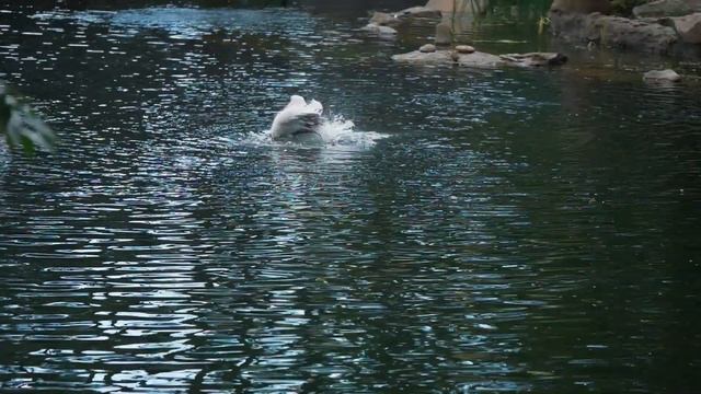 Строительство пруда и водопадов! (#LANDSCAPE) Ландшафтный дизайн для публичных мест смотреть онлайн