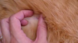 Как узнать, что кошка беременная.