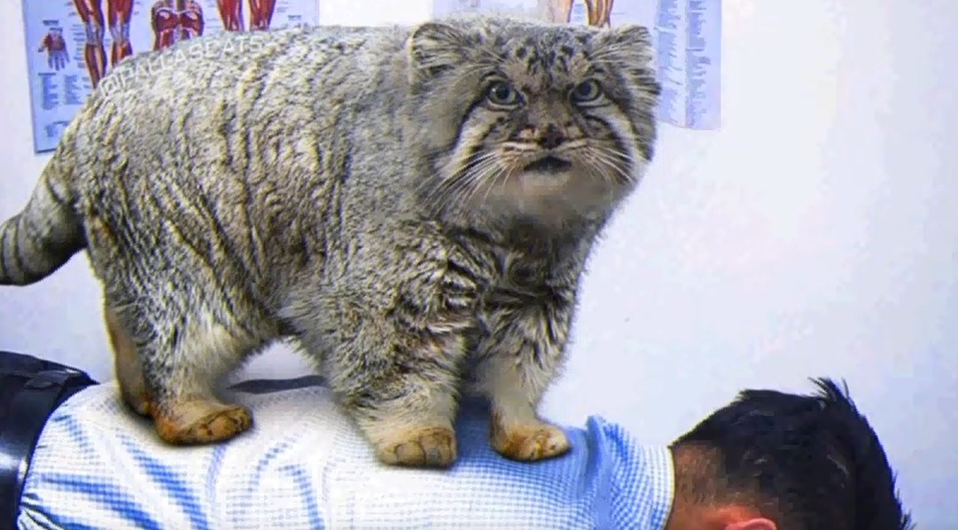 Манулальная терапия смотреть онлайн