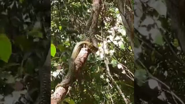 Diamond python смотреть онлайн