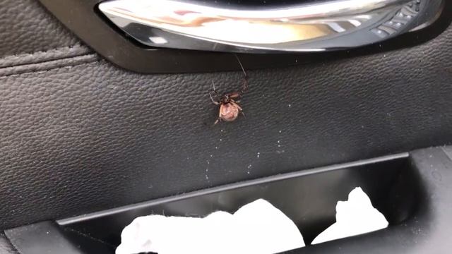 Огромный ПАУК в моей машине смотреть онлайн