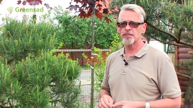 Как правильно обрезать хвойные растения смотреть онлайн