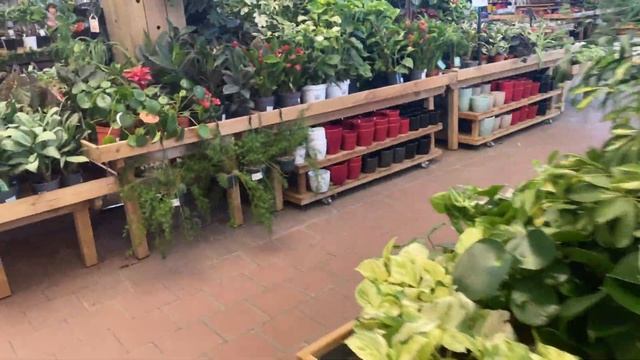ALOCASIA DRAGON SCALE VARIEGATA