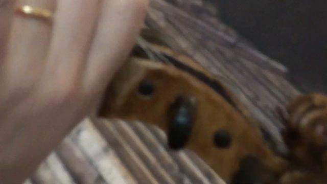 ♪♫ OLD GERMAN LION HEAD VIOLIN AROUND 1920 バイオリン скрипка 小提琴 371