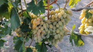 Виноград Елисеева Виктора Ивановича август 2021г. часть 3