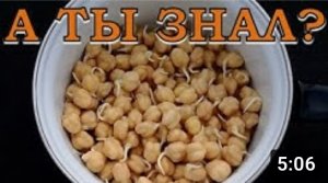 НУТ: выращиваем ТУРЕЦКИЙ ГОРОХ???