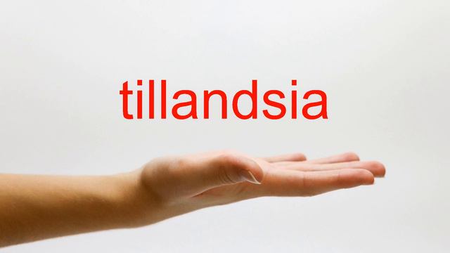 How to Pronounce tillandsia - American English смотреть онлайн