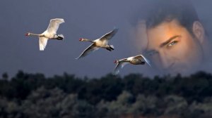 Ты от меня далека!!!!..Рустам Бадалов!!!!Отличная песня и музыка!!