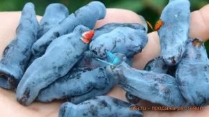 Жимолость съедобная Дочь Великана ? обзор: как сажать, саженцы жимолости Дочь Великана