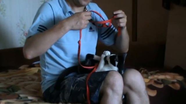 Супер Ржач! Как коту одеть ошейник! смотреть онлайн