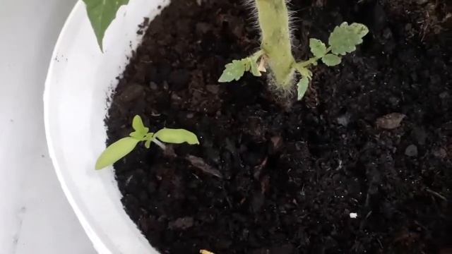 Maria MOSCOW Life, 12.07.21 ГОД. ПОМИДОРЫ - КРАСНАЯ РОССЫПЬ, ПИНОККИО, ЗОЛОТАЯ ГРОЗДЬ. ОЖОГ РАСТЕНИ смотреть онлайн