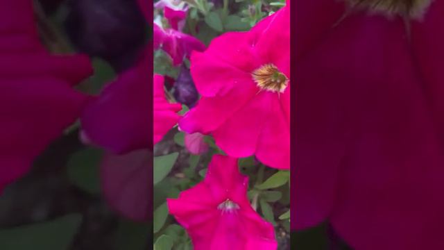 Ялта 💖💖💖 Ароматная петуния 🌸🌸🌸 смотреть онлайн