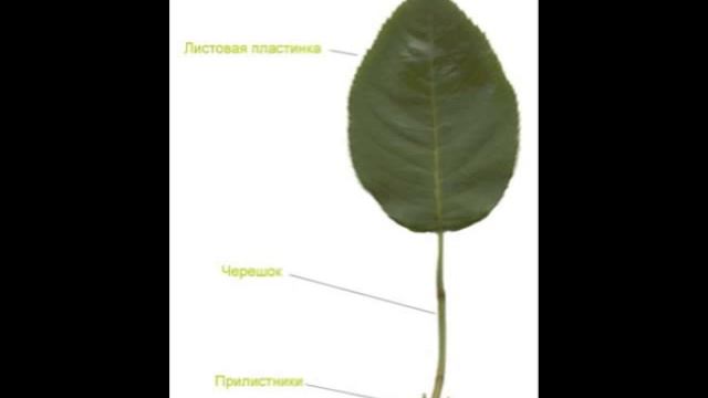 Проект "Листья" 1 класс, школа 659 смотреть онлайн