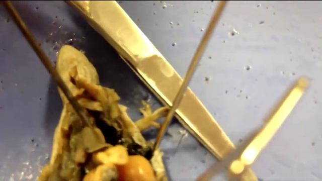 Anolis Lizard Dissection смотреть онлайн