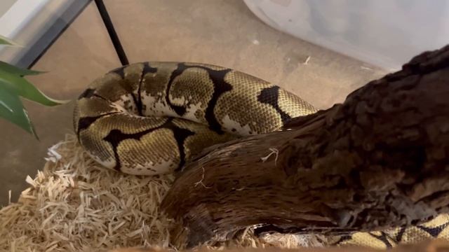 Spider Ball Python Update | Low Low Cost Activity Tank for your Snake смотреть онлайн