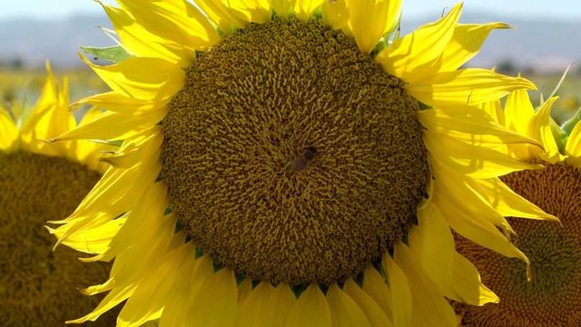 ВИДЕО 4К UHD Samsung 4K Demo׃ Nature демо ультра hd смотреть онлайн