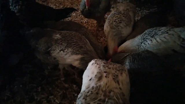 ВИАНДОТЫ ПОДРОСЛИ мой птичий уголок БОРКОВСКИЕ МОЛОДКИ смотреть онлайн