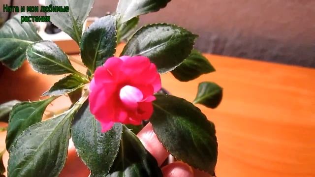 Цветут колумнеи , махровый бальзамин - немногие , но взору приятно ! Поздравление с Рождеством ! смотреть онлайн