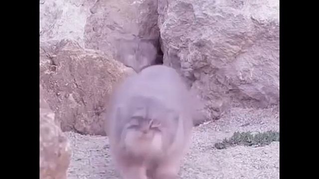 Один манул, два манула…