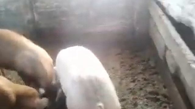 РЕШИЛ РАЗВОДИТЬ СВИНЕЙ. смотреть онлайн