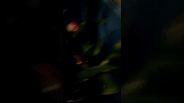 DENDROBIUM SA-NOOK смотреть онлайн