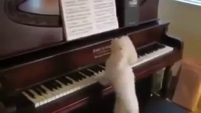 Собака играет на пианино смотреть онлайн