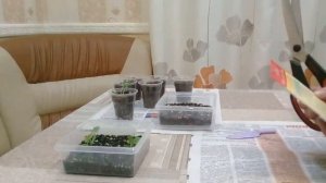 ПЕРВАЯ ПИКИРОВКА РАССАДЫ ГЕРБЕРЫ.ПОСЕВ СЕМЯН ЦИНЕРАРИЙ. УДОБРЕНИЕ ДЛЯ РАССАДЫ.