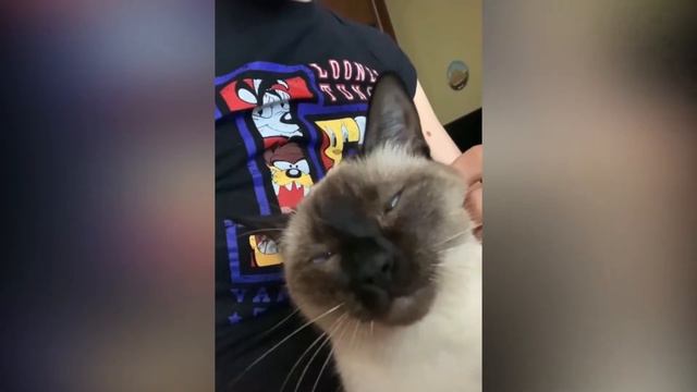 В твоих объятьях очень тепло. Кис кис. смотреть онлайн