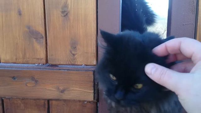 Ласковый кот смотреть онлайн