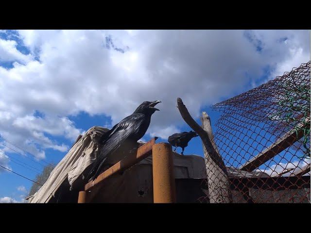 Просто песня. смотреть онлайн