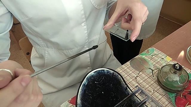 Приготовление мазка из культуры, выросшей на плотной питательной среде смотреть онлайн