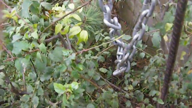 Тайган: медвежата просят мяско! (сентябрь 2018) смотреть онлайн