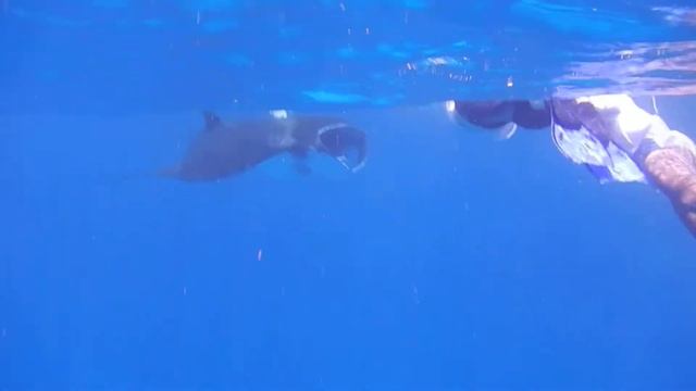 Скат Манта и Снежанна смотреть онлайн