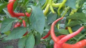 Перец сладкий Змейка.