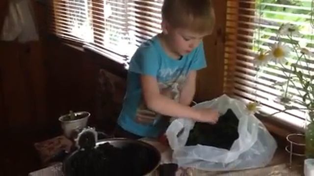 Вишневый чай из молодых листочков поросли вишни своими руками. (19.06.2017г) смотреть онлайн