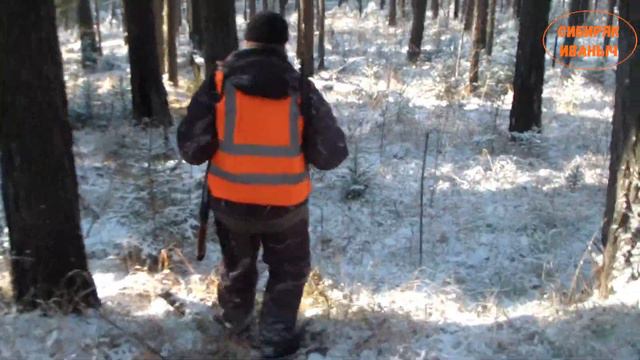 Охота загонами на сибирскую косулю! Тайга, мороз, и охотничьи байки! смотреть онлайн